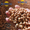 Núcleos de maní crudo/hsuji/embalaje fino/multipropósito/buen precio/todo tamaño