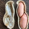 Naternos de maní crudo con piel/Virginia Tipo/tamaño 24/26