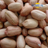Naternos de maní crudo con piel/Virginia Tipo/tamaño 24/26
