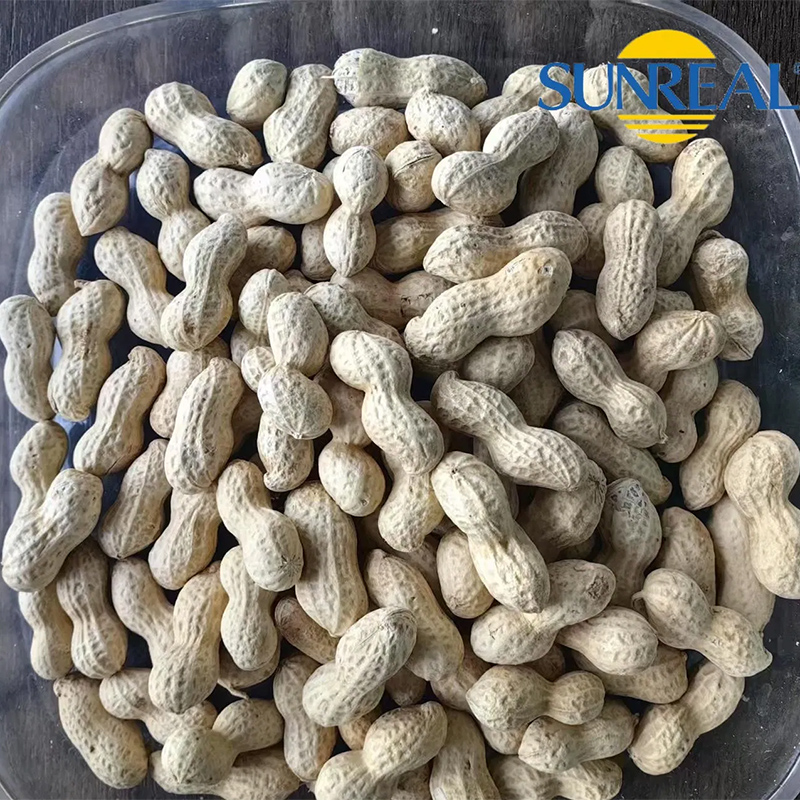 Virginia Peanuts /Peanut crudo en Shell /China /Haihua /Nuevo cultivo