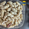 Virginia Peanuts /Peanut crudo en Shell /China /Haihua /Nuevo cultivo