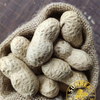 Virginia Peanuts /Peanut crudo en Shell /China /Haihua /Nuevo cultivo