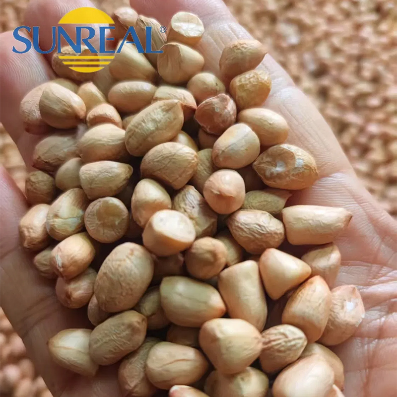 Núcleos de maní crudo/hsuji/embalaje fino/multipropósito/buen precio/todo tamaño