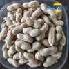 Virginia Peanuts /Peanut crudo en Shell /China /Haihua /Nuevo cultivo